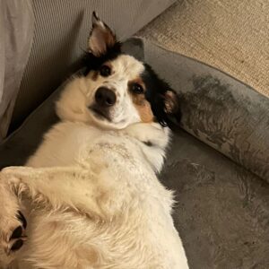 Hund