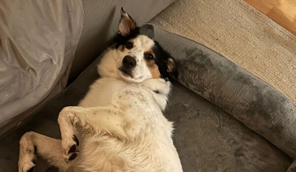 Hund